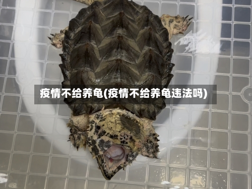 疫情不给养龟(疫情不给养龟违法吗)