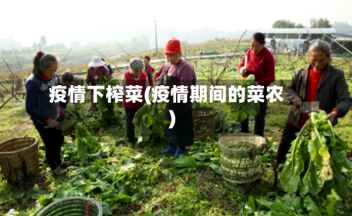 疫情下榨菜(疫情期间的菜农)-第2张图片