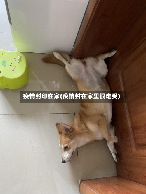 疫情封印在家(疫情封在家里很难受)