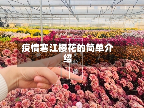 疫情寒江樱花的简单介绍