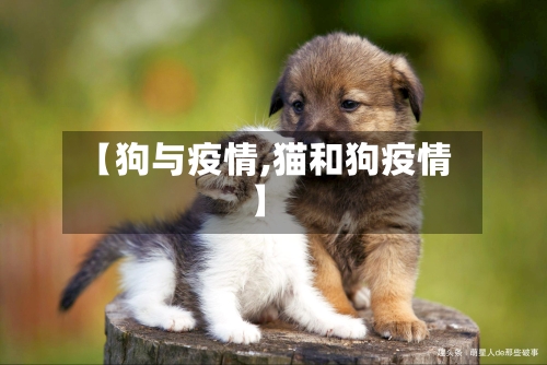 【狗与疫情,猫和狗疫情】-第2张图片