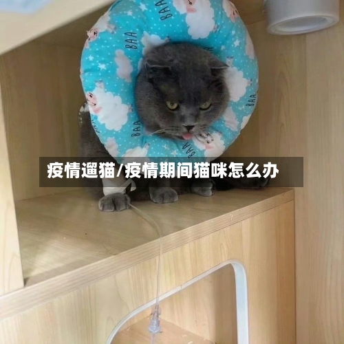 疫情遛猫/疫情期间猫咪怎么办