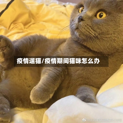 疫情遛猫/疫情期间猫咪怎么办-第2张图片