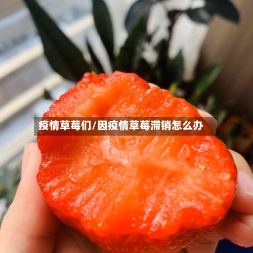 疫情草莓们/因疫情草莓滞销怎么办-第2张图片