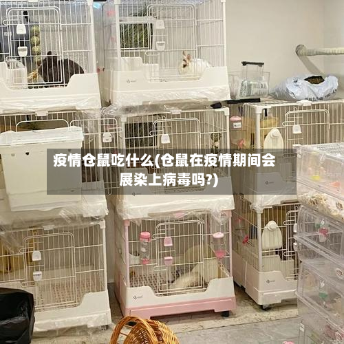 疫情仓鼠吃什么(仓鼠在疫情期间会展染上病毒吗?)