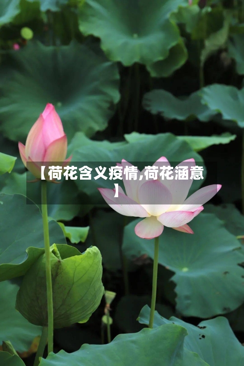 【荷花含义疫情,荷花涵意】