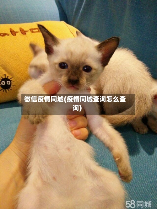 微信疫情同城(疫情同城查询怎么查询)-第2张图片